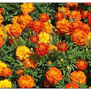 75 Marigold Seeds Sparky Mixture | Non-GMO | Fresh Garden Seeds