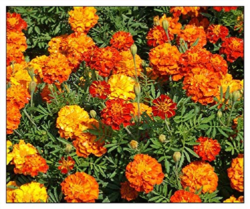 75 Marigold Seeds Sparky Mixture | Non-GMO | Fresh Garden Seeds