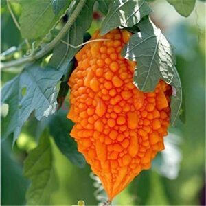 10+ Momordica Vegetable Seeds Annuals Bitter Melon (Gourd) Vine Heirloom Home Garden Non-GMO