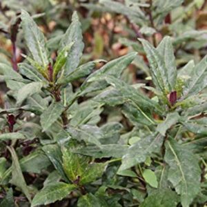 Okinawa Spinach - 3 Live Starter Plants - Gynura Crepioides - Grow Your Own Vegetables and Fruit in The Garden or Patio