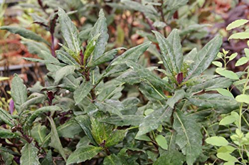 Okinawa Spinach - 3 Live Starter Plants - Gynura Crepioides - Grow Your Own Vegetables and Fruit in The Garden or Patio