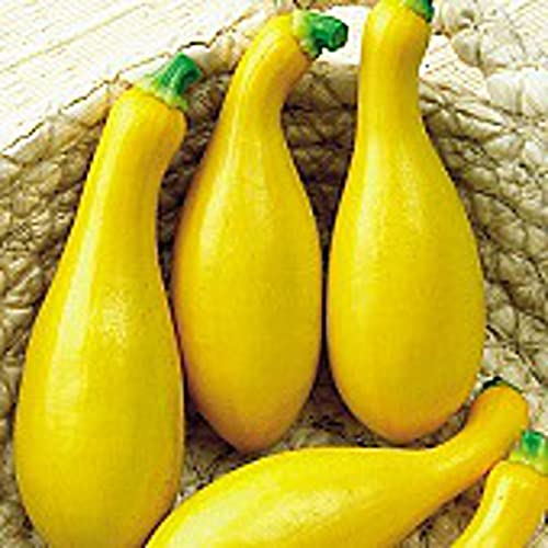 Dixie Squash Seeds (20+ Seeds) | Non GMO | Vegetable Fruit Herb Flower Seeds for Planting | Home Garden Greenhouse Pack