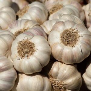 4 Early Italian Softneck Garlic Tubers Outdoors, Planting Ornaments Garden Perennials Simple to Grow Pots Gift