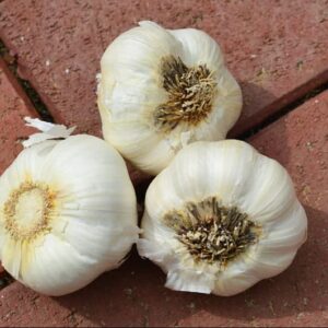 4 Early Italian Softneck Garlic Tubers Outdoors, Planting Ornaments Garden Perennials Simple to Grow Pots Gift