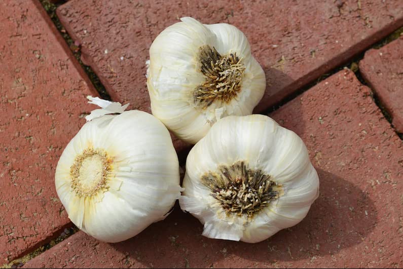 4 Early Italian Softneck Garlic Tubers Outdoors, Planting Ornaments Garden Perennials Simple to Grow Pots Gift