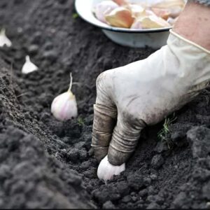 4 Early Italian Softneck Garlic Tubers Outdoors, Planting Ornaments Garden Perennials Simple to Grow Pots Gift