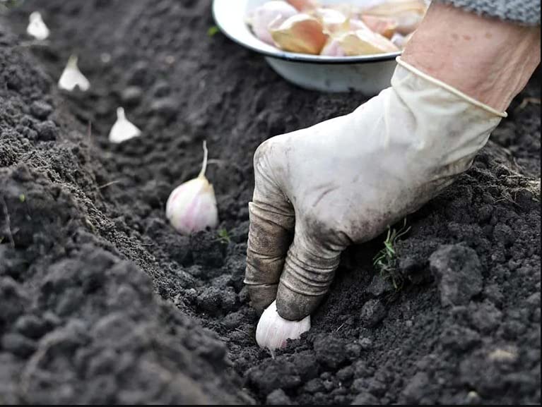 4 Early Italian Softneck Garlic Tubers Outdoors, Planting Ornaments Garden Perennials Simple to Grow Pots Gift