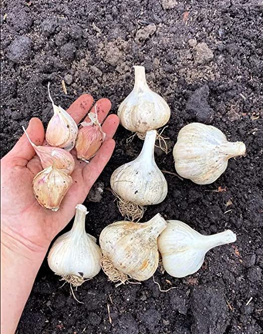 4 Early Italian Softneck Garlic Tubers Outdoors, Planting Ornaments Garden Perennials Simple to Grow Pots Gift