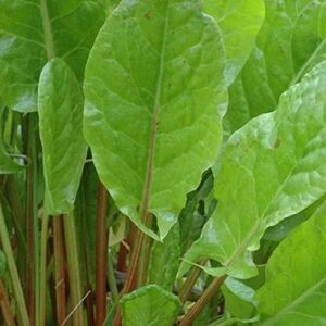 organic garden sorrel – 1 gram ~1100 seeds – heirloom, organic, non-gmo, open pollinated – herb gardening & microgreens seeds