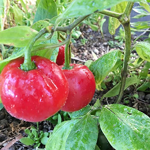 QAUZUY GARDEN 25 Seeds Red Manzano Chili Pepper Seeds, Capsicum pubescens Chile Rocoto Locoto Plant Seeds- Organic Non-GMO Vegetable Survival Gear Food Seeds