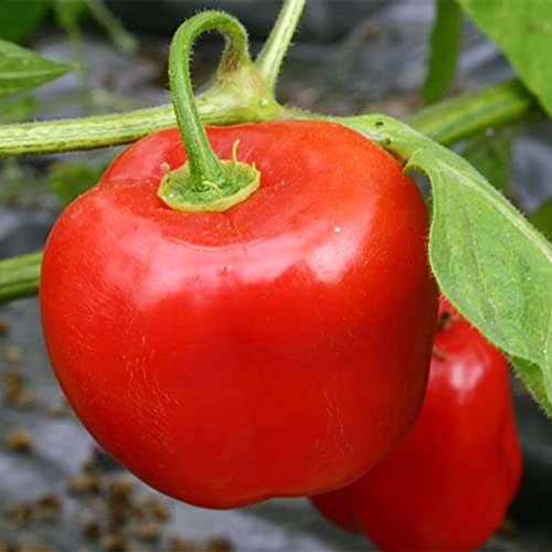 QAUZUY GARDEN 25 Seeds Red Manzano Chili Pepper Seeds, Capsicum pubescens Chile Rocoto Locoto Plant Seeds- Organic Non-GMO Vegetable Survival Gear Food Seeds