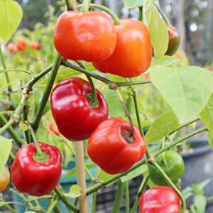 QAUZUY GARDEN 25 Seeds Red Manzano Chili Pepper Seeds, Capsicum pubescens Chile Rocoto Locoto Plant Seeds- Organic Non-GMO Vegetable Survival Gear Food Seeds