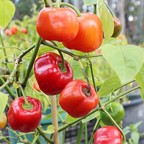 QAUZUY GARDEN 25 Seeds Red Manzano Chili Pepper Seeds, Capsicum pubescens Chile Rocoto Locoto Plant Seeds- Organic Non-GMO Vegetable Survival Gear Food Seeds