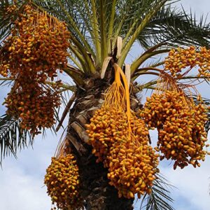 chuxay garden phoenix dactylifera,date palm 15 seeds tall evergreen palm tree edible fruit survival gear food seeds grows in just weeks
