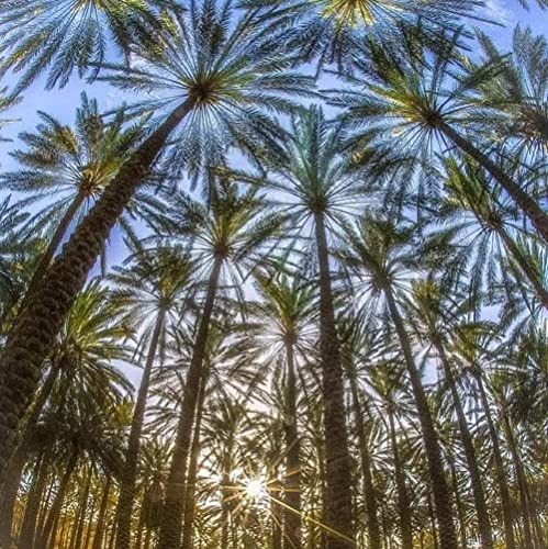 CHUXAY GARDEN Phoenix Dactylifera,Date Palm 15 Seeds Tall Evergreen Palm Tree Edible Fruit Survival Gear Food Seeds Grows in Just Weeks