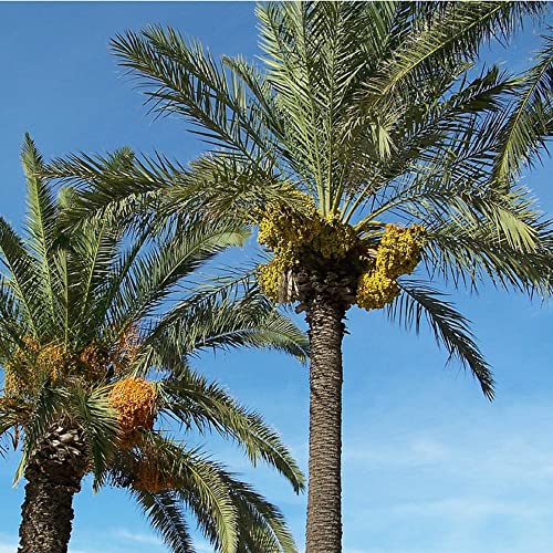 CHUXAY GARDEN Phoenix Dactylifera,Date Palm 15 Seeds Tall Evergreen Palm Tree Edible Fruit Survival Gear Food Seeds Grows in Just Weeks