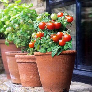 nika seeds – vegetable indoor dwarf tomato santa claus – 25 seeds