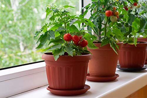 NIKA SEEDS - Vegetable Indoor Dwarf Tomato Santa Claus - 25 Seeds