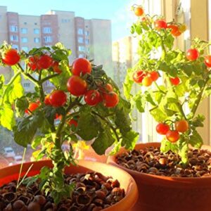 NIKA SEEDS - Vegetable Indoor Dwarf Tomato Santa Claus - 25 Seeds