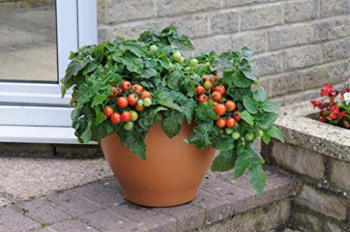 NIKA SEEDS - Vegetable Indoor Dwarf Tomato Santa Claus - 25 Seeds