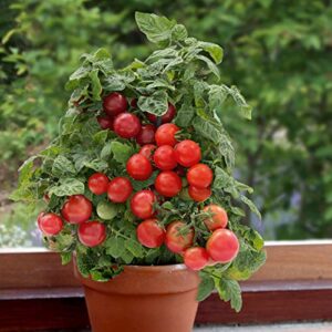 NIKA SEEDS - Vegetable Indoor Dwarf Tomato Santa Claus - 25 Seeds