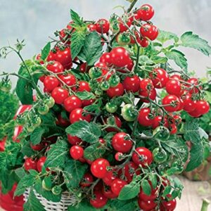 NIKA SEEDS - Vegetable Indoor Dwarf Tomato Santa Claus - 25 Seeds