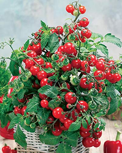 NIKA SEEDS - Vegetable Indoor Dwarf Tomato Santa Claus - 25 Seeds