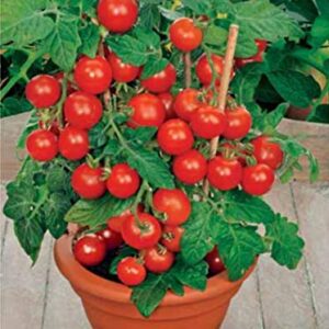 NIKA SEEDS - Vegetable Indoor Dwarf Tomato Santa Claus - 25 Seeds