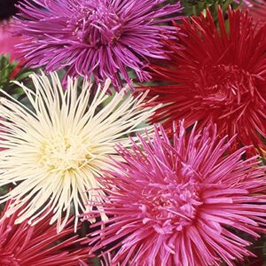 outsidepride aster tall needle unicom garden cut flower seed mix – 1000 seeds