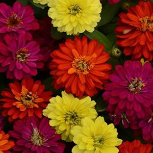 outsidepride zinnia zahara double brilliant heat & drought tolerant garden cut flowers – 100 seeds