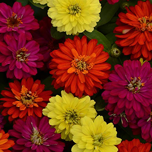 Outsidepride Zinnia Zahara Double Brilliant Heat & Drought Tolerant Garden Cut Flowers - 100 Seeds