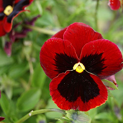 Outsidepride Pansy Alpenglow Indoor House Plant Or Outdoor Garden Flower for Beds, Borders Pots, & Containers - 1000 Seeds