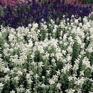 outsidepride salvia horminum white swan clary garden cut flowers great for dried arrangements, vases, bouquets- 1000 seeds