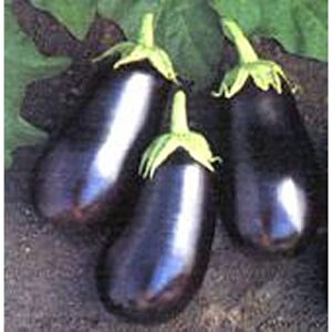 santana eggplants seeds (20+ seeds) | non gmo | vegetable fruit herb flower seeds for planting | home garden greenhouse pack