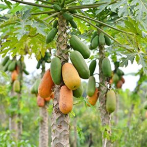 qauzuy garden 25 papaya seeds pawpaw paw paw (carica papaya) tree – non-gmo tropical exotic delicious nutritious fruit tree seeds – easy grow & fast-growing
