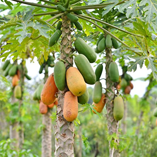 QAUZUY GARDEN 25 Papaya Seeds Pawpaw Paw Paw (Carica Papaya) Tree - Non-GMO Tropical Exotic Delicious Nutritious Fruit Tree Seeds - Easy Grow & Fast-Growing