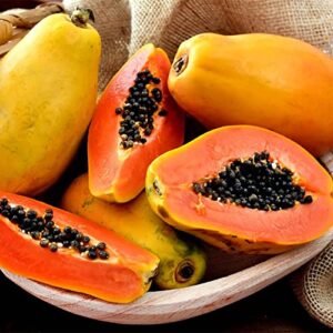 QAUZUY GARDEN 25 Papaya Seeds Pawpaw Paw Paw (Carica Papaya) Tree - Non-GMO Tropical Exotic Delicious Nutritious Fruit Tree Seeds - Easy Grow & Fast-Growing