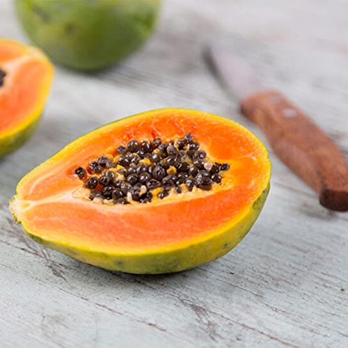 QAUZUY GARDEN 25 Papaya Seeds Pawpaw Paw Paw (Carica Papaya) Tree - Non-GMO Tropical Exotic Delicious Nutritious Fruit Tree Seeds - Easy Grow & Fast-Growing