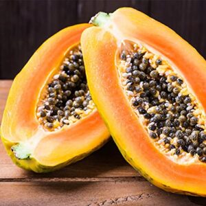 QAUZUY GARDEN 25 Papaya Seeds Pawpaw Paw Paw (Carica Papaya) Tree - Non-GMO Tropical Exotic Delicious Nutritious Fruit Tree Seeds - Easy Grow & Fast-Growing