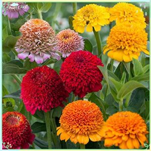 Rare Flower Plant Seeds 100+ Zinnia Seeds - Faberge Mix