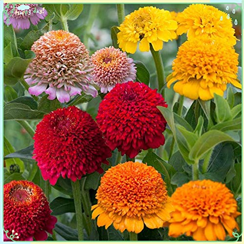 Rare Flower Plant Seeds 100+ Zinnia Seeds - Faberge Mix