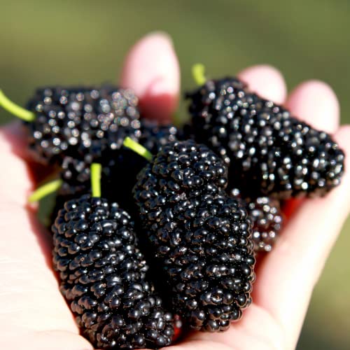 2 Black Mulberry Trees Live Plants from 4 to 6 Inc Height, Mulberry Plant Fruits Planting Ornaments Perennial Garden Simple to Grow Pots