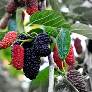 2 Black Mulberry Trees Live Plants from 4 to 6 Inc Height, Mulberry Plant Fruits Planting Ornaments Perennial Garden Simple to Grow Pots