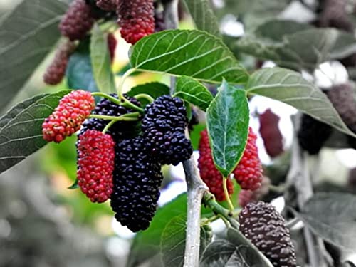 2 Black Mulberry Trees Live Plants from 4 to 6 Inc Height, Mulberry Plant Fruits Planting Ornaments Perennial Garden Simple to Grow Pots