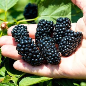 2 Black Mulberry Trees Live Plants from 4 to 6 Inc Height, Mulberry Plant Fruits Planting Ornaments Perennial Garden Simple to Grow Pots
