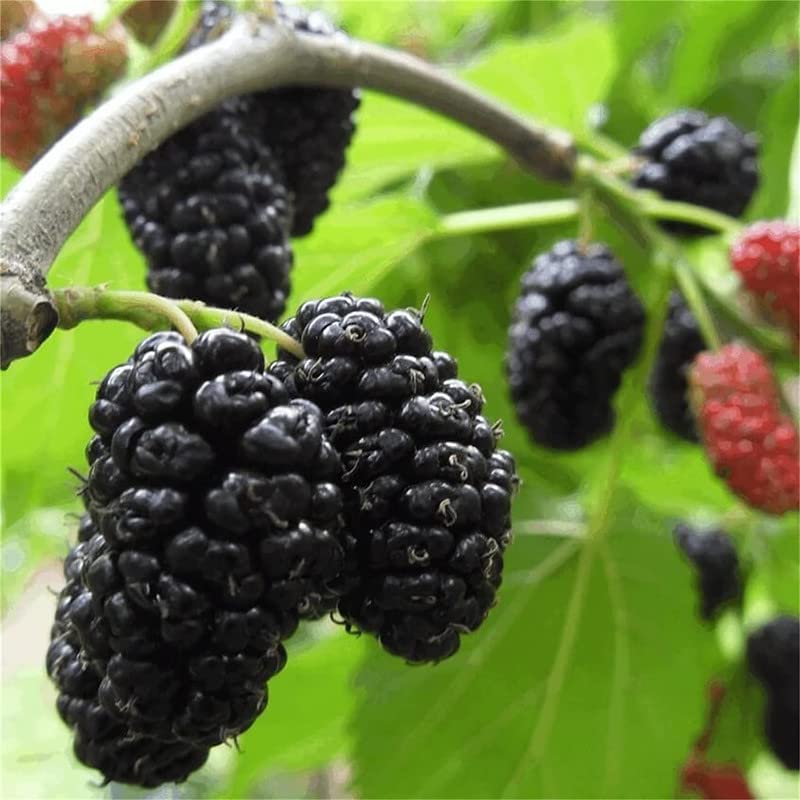 2 Black Mulberry Trees Live Plants from 4 to 6 Inc Height, Mulberry Plant Fruits Planting Ornaments Perennial Garden Simple to Grow Pots