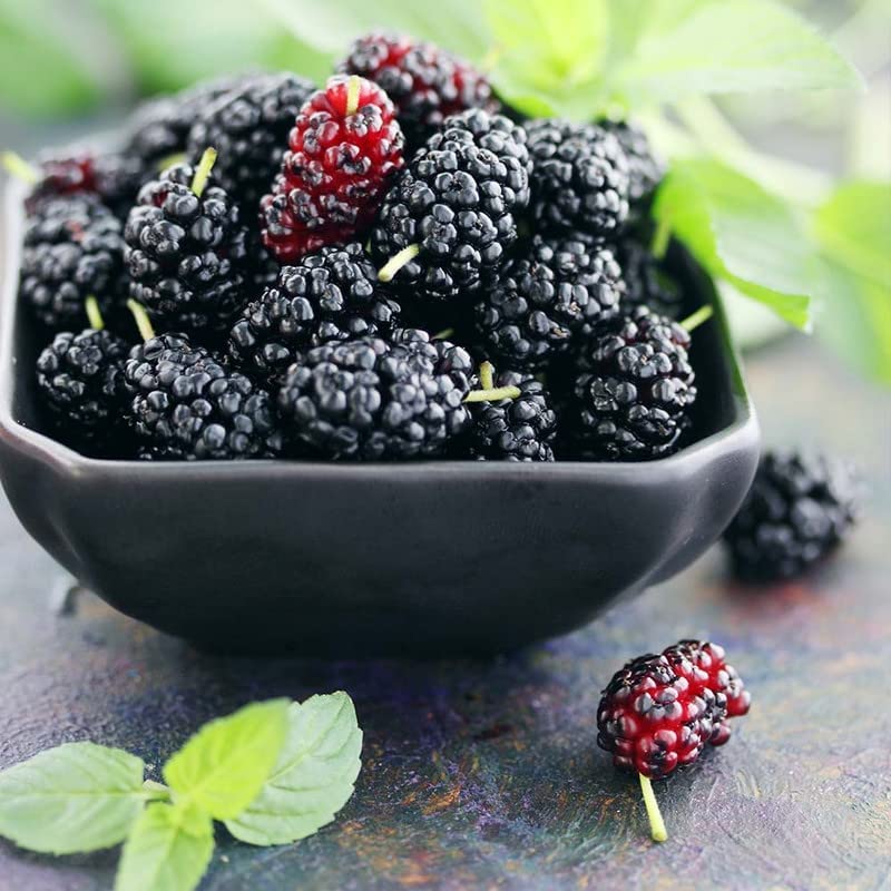 2 Black Mulberry Trees Live Plants from 4 to 6 Inc Height, Mulberry Plant Fruits Planting Ornaments Perennial Garden Simple to Grow Pots