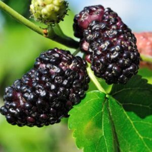 2 Black Mulberry Trees Live Plants from 4 to 6 Inc Height, Mulberry Plant Fruits Planting Ornaments Perennial Garden Simple to Grow Pots