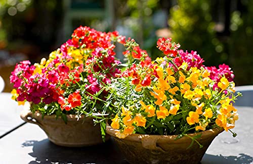 Seeds Nemesia Carnival Mix (Cape Snapdragon) Ornamental Indoor Flower Annual Garden Cut Flowers for Planting Non GMO