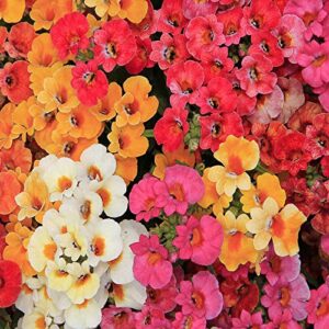 Seeds Nemesia Carnival Mix (Cape Snapdragon) Ornamental Indoor Flower Annual Garden Cut Flowers for Planting Non GMO